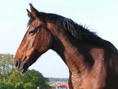 Photo cheval Bonnie d'aprs laquelle le portrait a t ralis